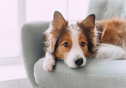 Cute dog looks mischievous