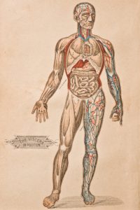 drawing of the human body